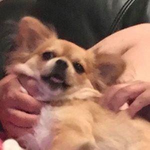 Meet your Posher, Susan